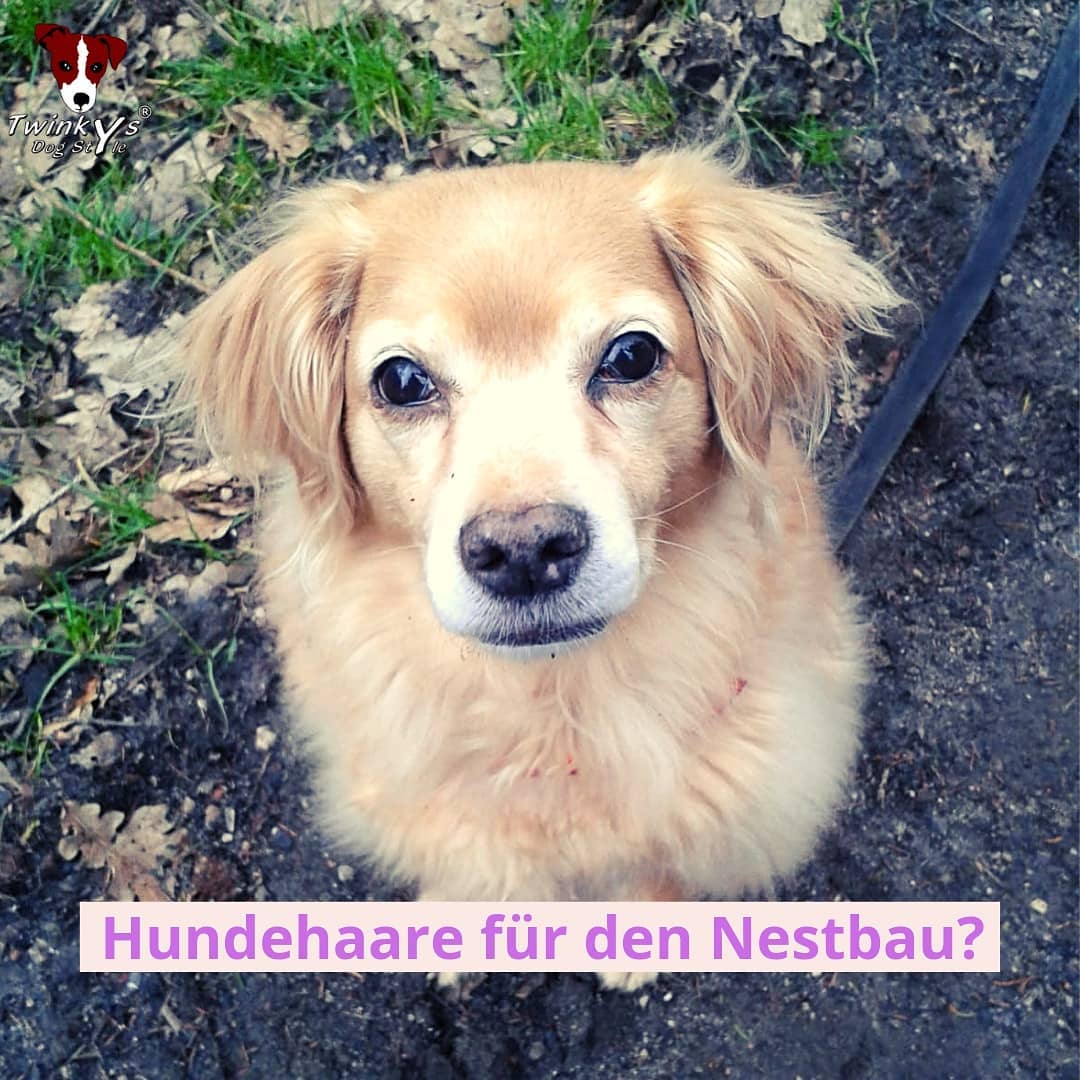 Hundehaare-Nestbau-Magazin