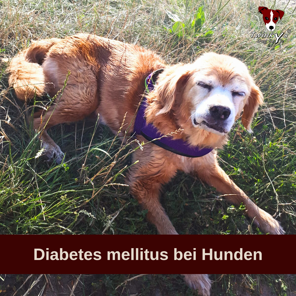 Diabetes-mellitus-bei-Hunden-Magazin